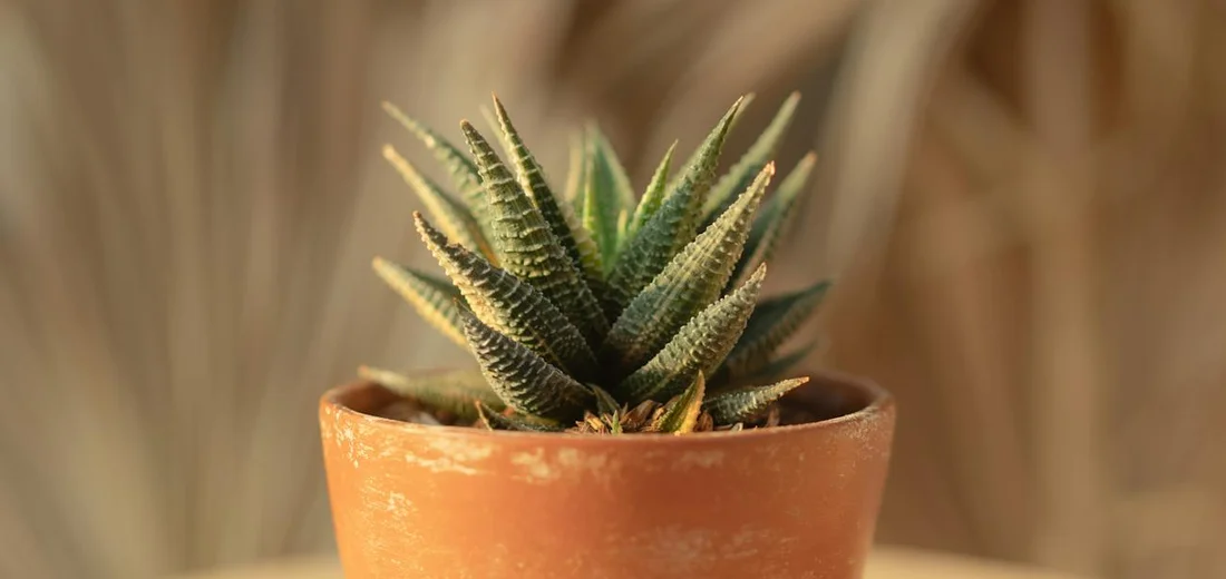 Close-up of a small spiky succulent in a terracotta pot with a blurred background
