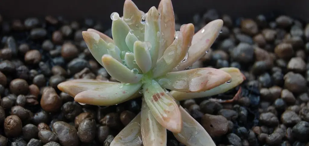 Why Are My Succulents Not Growing or Propagating?