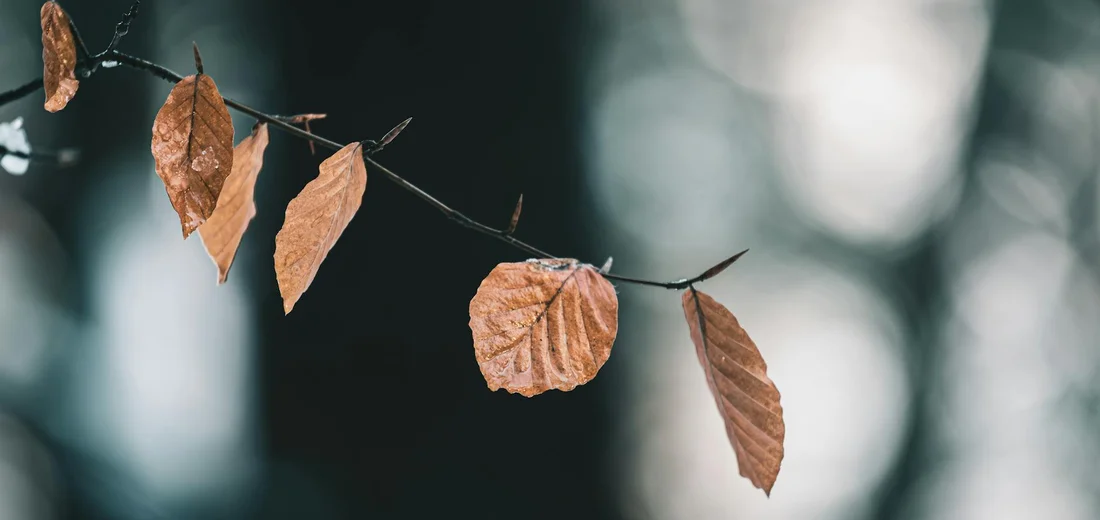 Branch with brown, dried leaves against a dark, blurred background