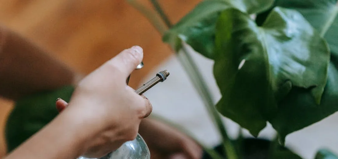 Hand holding a spray bottle applying liquid to a succulent plant with broad green leaves