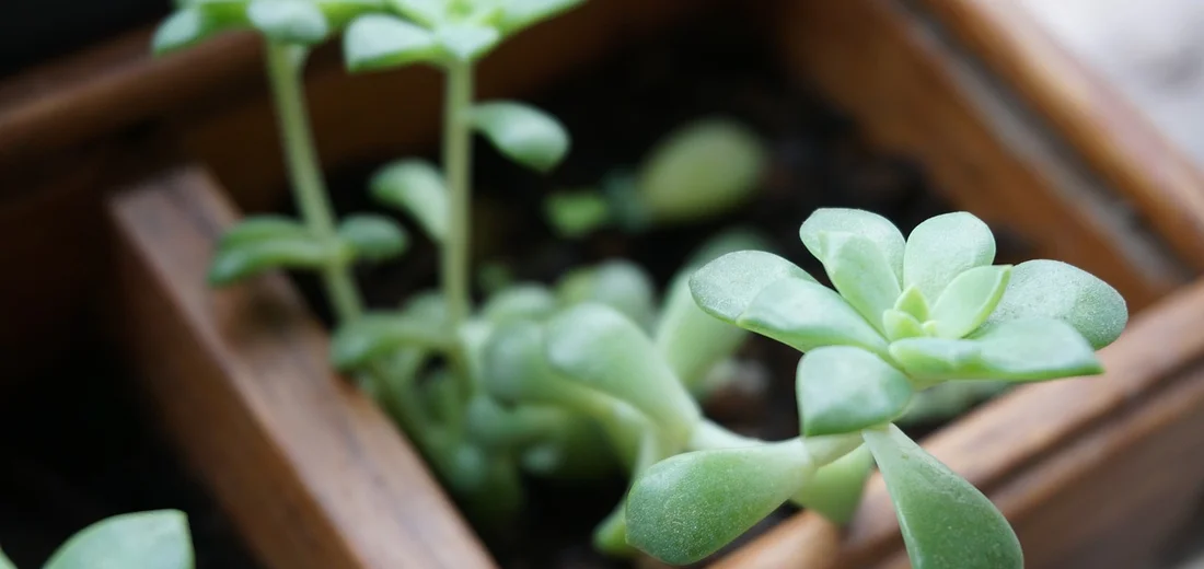 Close-up of green succulents with fleshy leaves in a wooden planter, showing a well-draining growing setup