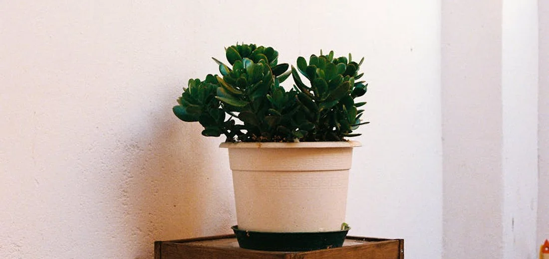 A small succulent plant in a beige pot sits on a wooden surface against a pale wall.
