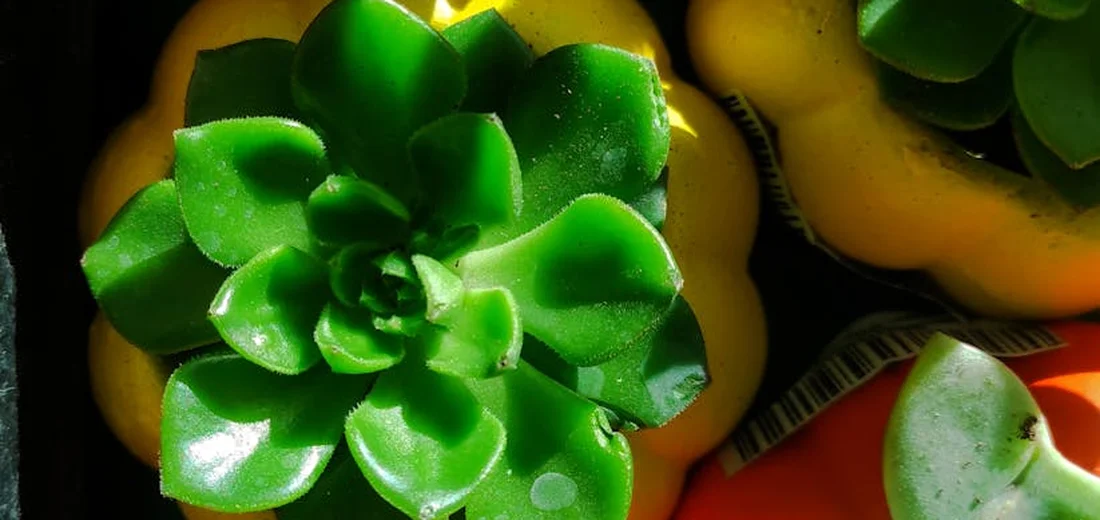 Close-up of a bright green succulent with thick fleshy leaves in a colorful pot, with yellow and red pots in the background