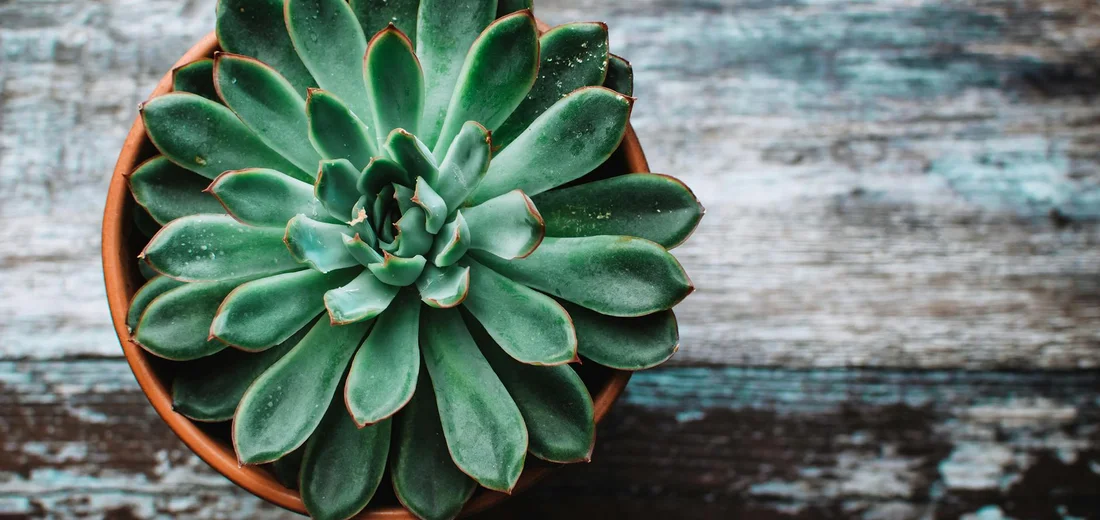 A green rosette succulent in a terracotta pot placed on a weathered wooden surface