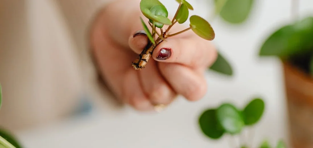 Close-up of a hand holding a small succulent cutting with tiny roots.