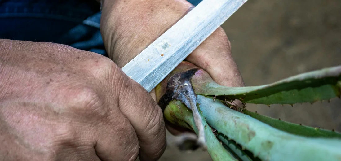 Close-up of hands using a sharp knife to cut a leaf from a succulent for propagation.