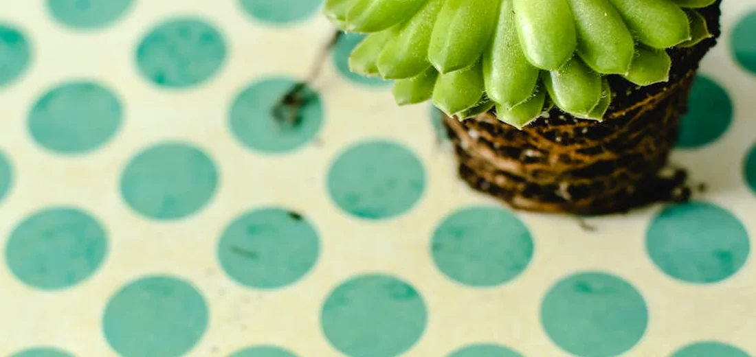 Close-up of a healthy, bright green succulent with layered leaves growing from a brown, textured stem, set against a teal polka-dot background.