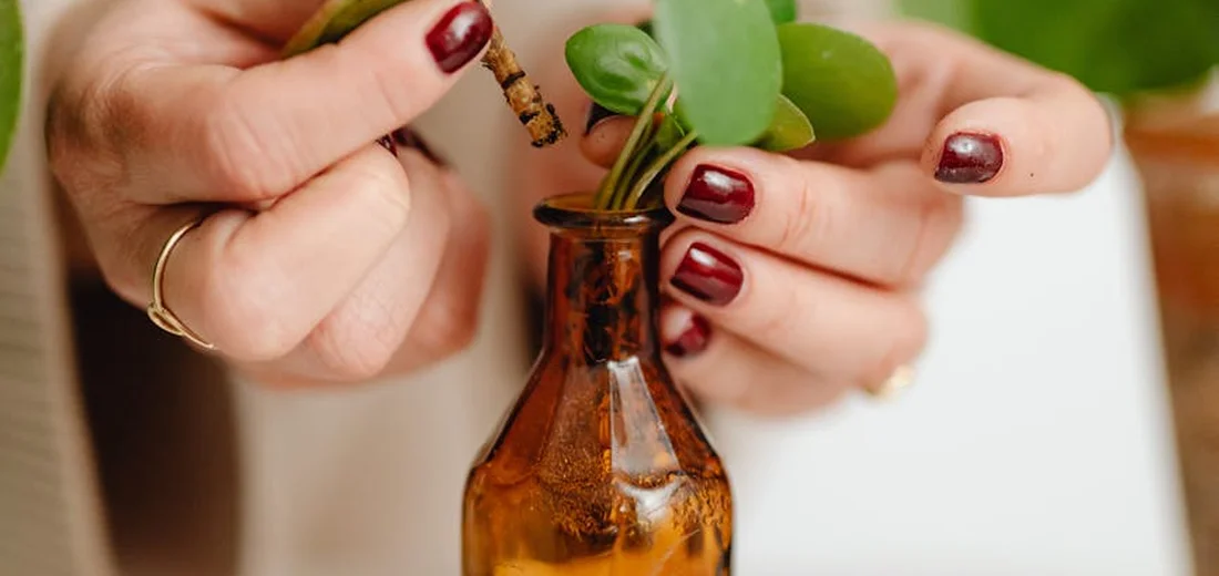 Close-up of hands holding a succulent cutting over a small amber bottle, using a dropper to apply liquid