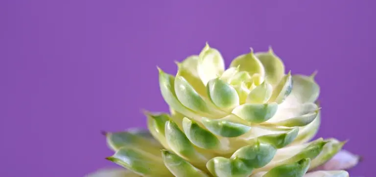 Close-up of a green and yellow echeveria succulent against a purple background, showcasing a rosette form.