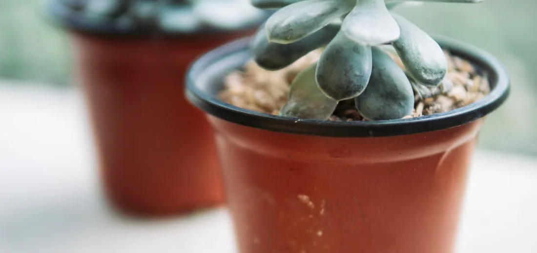 Close-up of a compact succulent in a terracotta pot with a pebbled soil surface, suggesting it may soon need a larger pot.