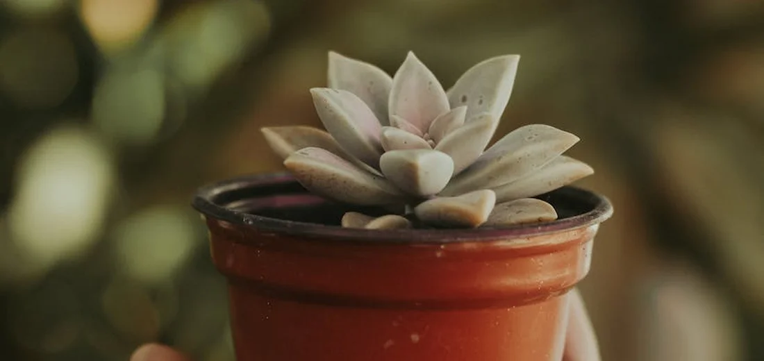 A small succulent in a terracotta pot, ready for repotting.