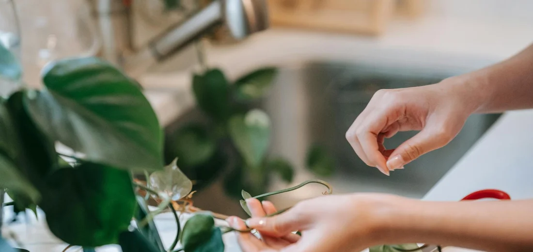 Hands trimming a succulent with scissors in a bright kitchen, preparing to propagate damaged stems.