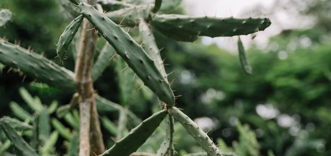 Close-up of a thorny succulent stem with green, spiky leaves against a blurred garden background.