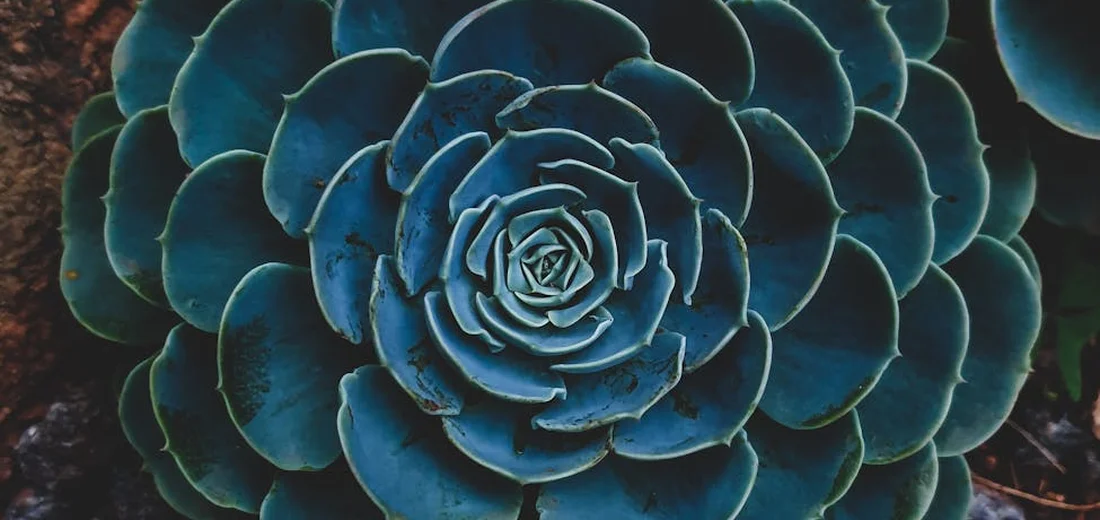 Close-up of a blue-green succulent rosette with layered leaves, suitable for a rock garden planting guide.