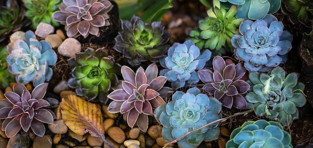 Close-up of a colorful assortment of rosette-shaped succulents in blues, purples, and greens growing among rocks.