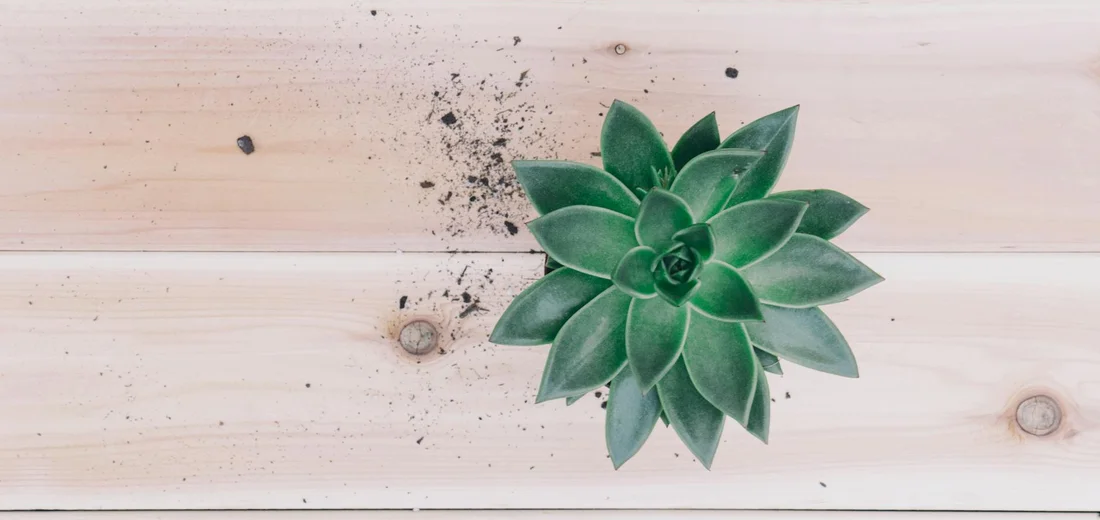 Top-down view of a green rosette succulent on a light wooden surface with a small pile of soil nearby.