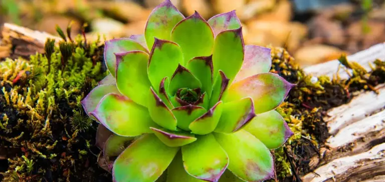 Rosette succulent with lime-green leaves and purple edges growing on wood with moss