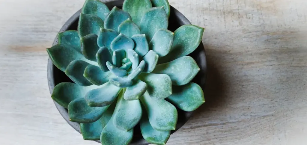 Seasonal Care Guide for Mixed Indoor Plant Collections