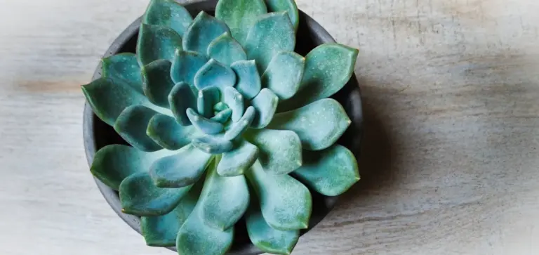 Rosette-shaped succulent in a black pot on a light wooden surface, top-down view
