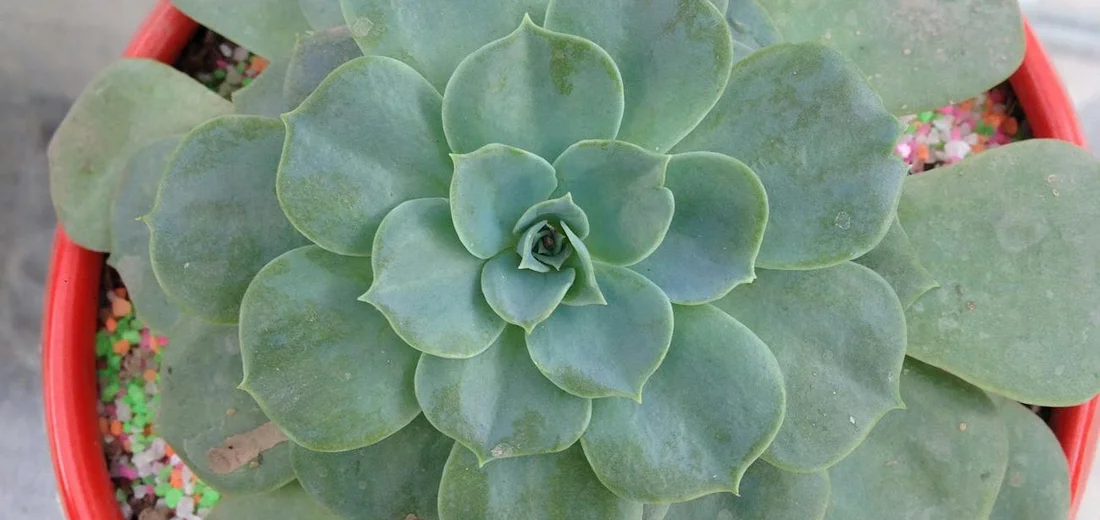 Top-down view of a blue-green rosette succulent in a red pot