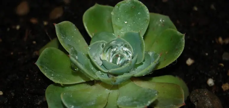 Close-up of a green succulent rosette (Echeveria) with water droplets on its leaves and dark soil in the background.