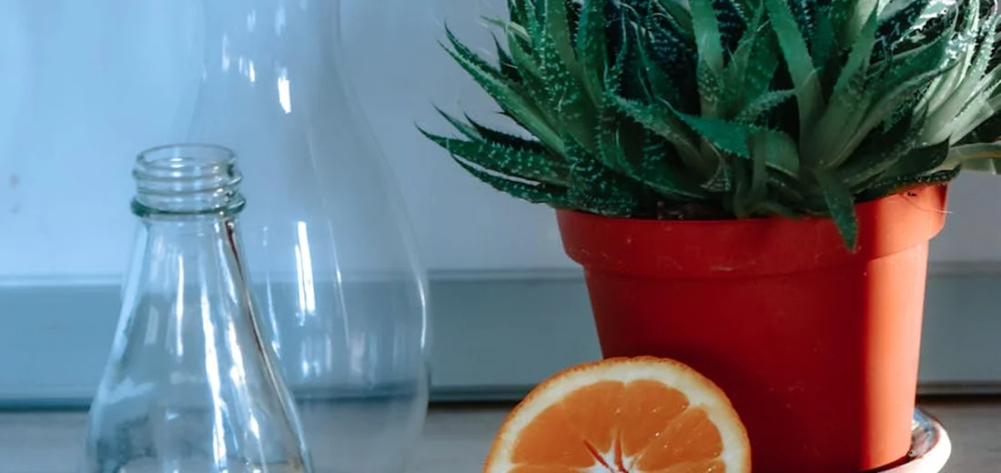 Close-up of a green succulent in a red pot on a light surface, with a glass bottle and a halved orange nearby.
