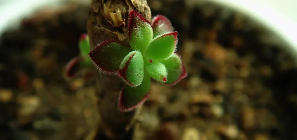 How Much Soil Do Succulents Really Need?