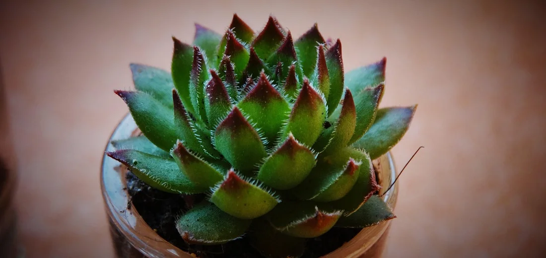 Close-up of a green succulent with angular, spiky leaves and red-tinted tips in a small pot.