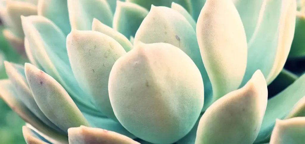 Manure & Pumice for Succulents: A Surprising Soil Recipe That Works