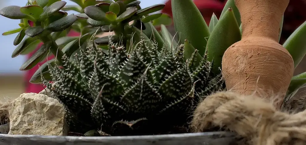Best Soil Mixes for Succulents