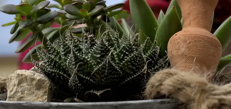 Close-up of a spiky, rosette-shaped succulent with white markings in a rocky pot, with a terracotta pot and natural fiber rope in the background.