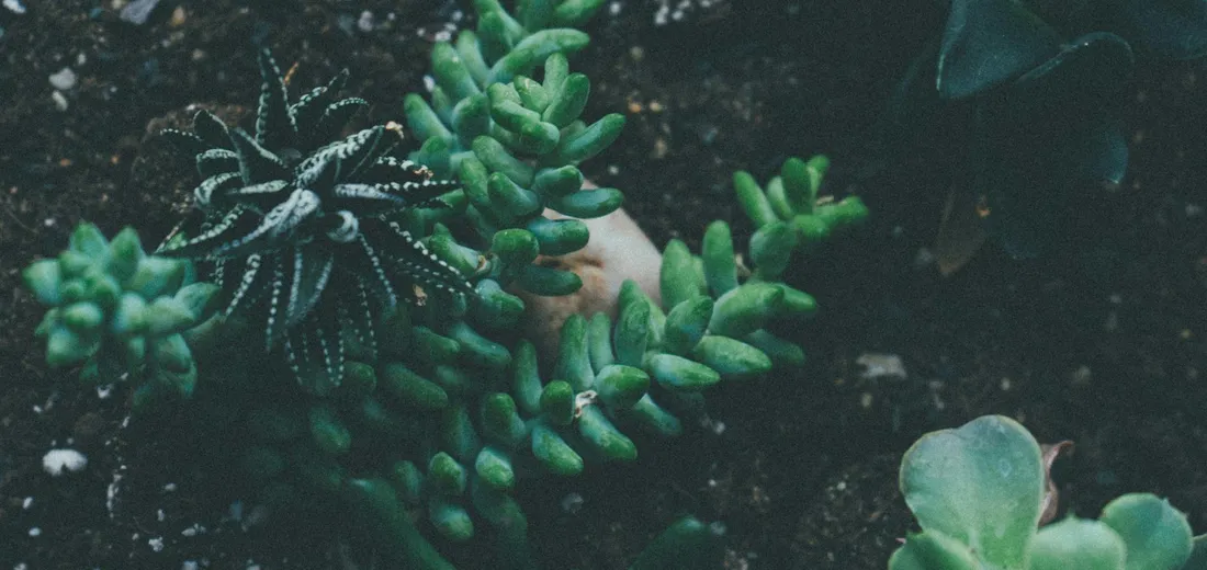 Close-up of assorted succulents in soil, showing thick green leaves and rosettes