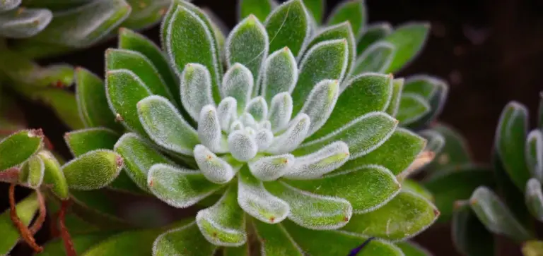 Close-up of a green rosette succulent with frosted, white-edged leaves