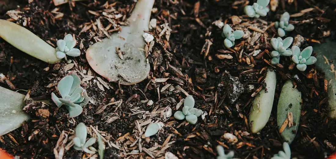 Close-up of small blue-green succulent rosettes growing in a bark-rich soil mix.