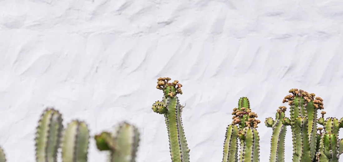 Vertical row of tall cacti and succulents against a light textured wall, showcasing a clean, minimalist backdrop for a succulent bar.