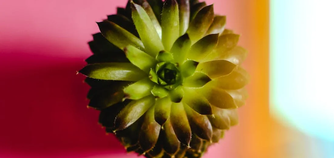 Top-down view of a green succulent rosette bathed in warm sunlight with pink and turquoise background