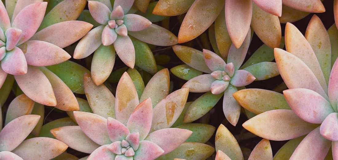 Close-up of pink- and green-tinted succulent rosettes forming a dense, decorative ground cover.