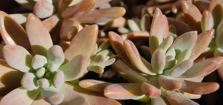 Close-up of pastel-toned rosette succulents forming a living wall.