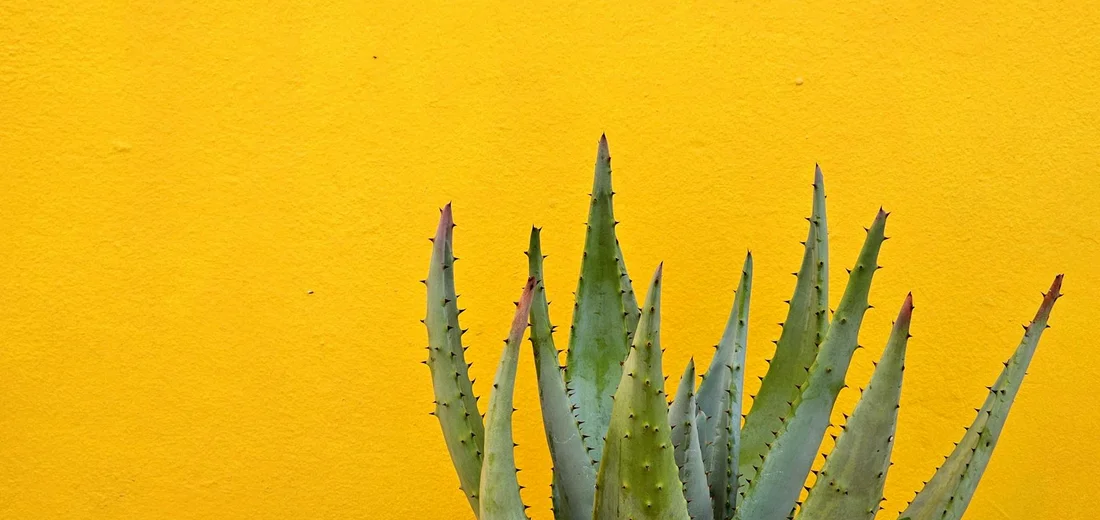 Succulent with spiky leaves against a bright yellow wall, illustrating long-term maintenance for a living wall garden.