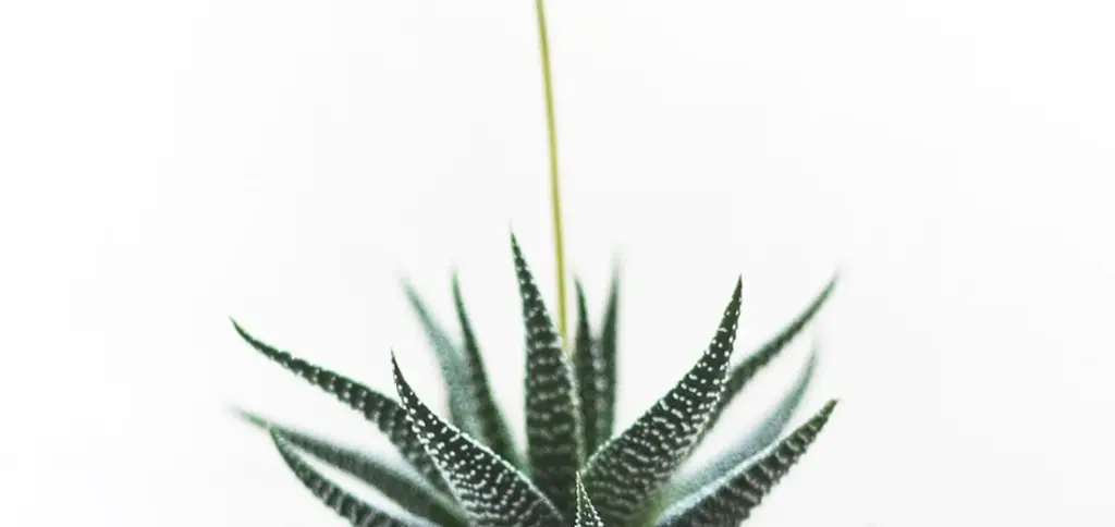 Why Are My Succulent Leaves Wrinkly, Soft, or Squishy?