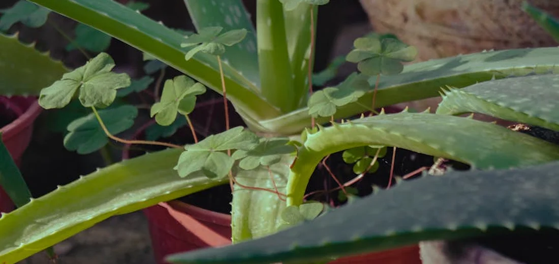 Close-up of a green aloe-like succulent in a pot, showing thick leaves and fresh soil; small clover-like leaves are visible in the background.