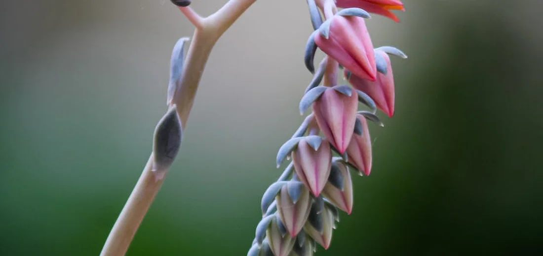 Close-up of a succulent inflorescence with pink and blue bracts against a blurred green background.