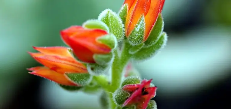 Close-up of orange succulent flower buds on a fuzzy green stem