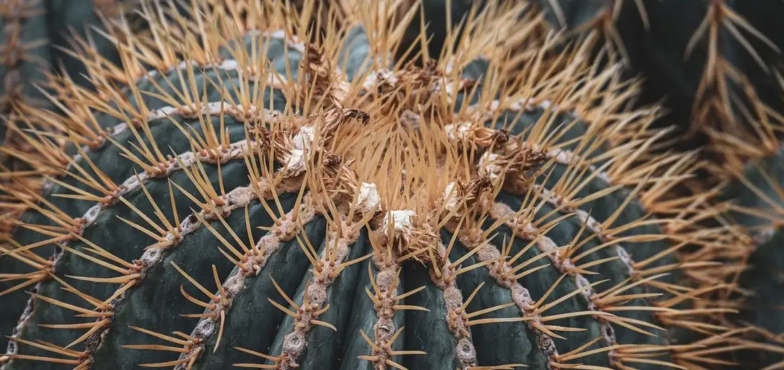 Close-up of a barrel cactus showing its sharp, radial spines