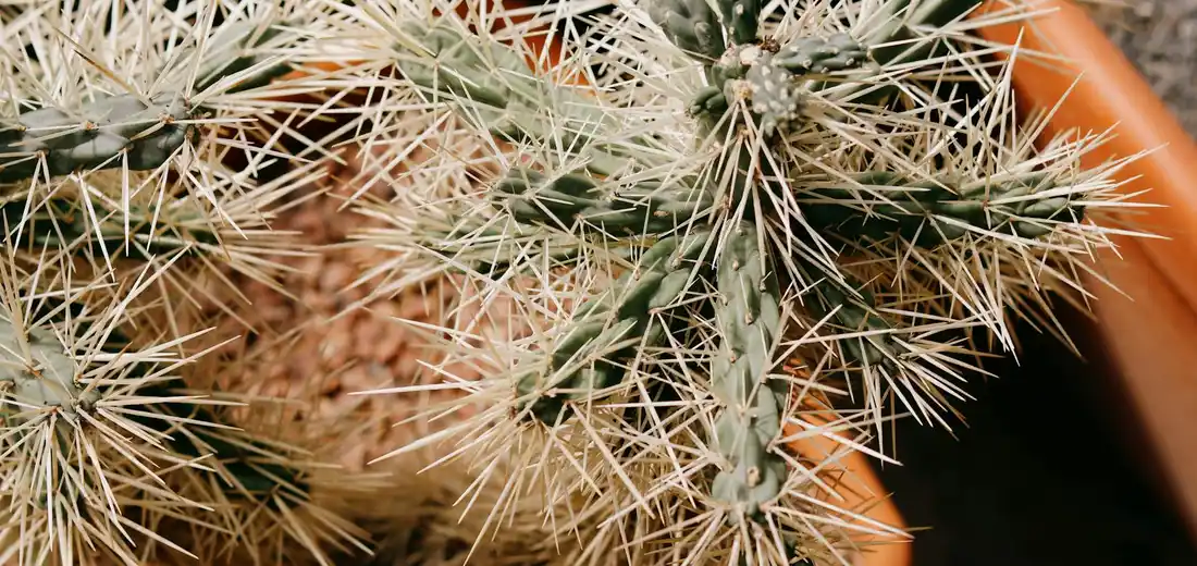 Close-up of a succulent cactus with dense white spines on green stems in a terracotta pot