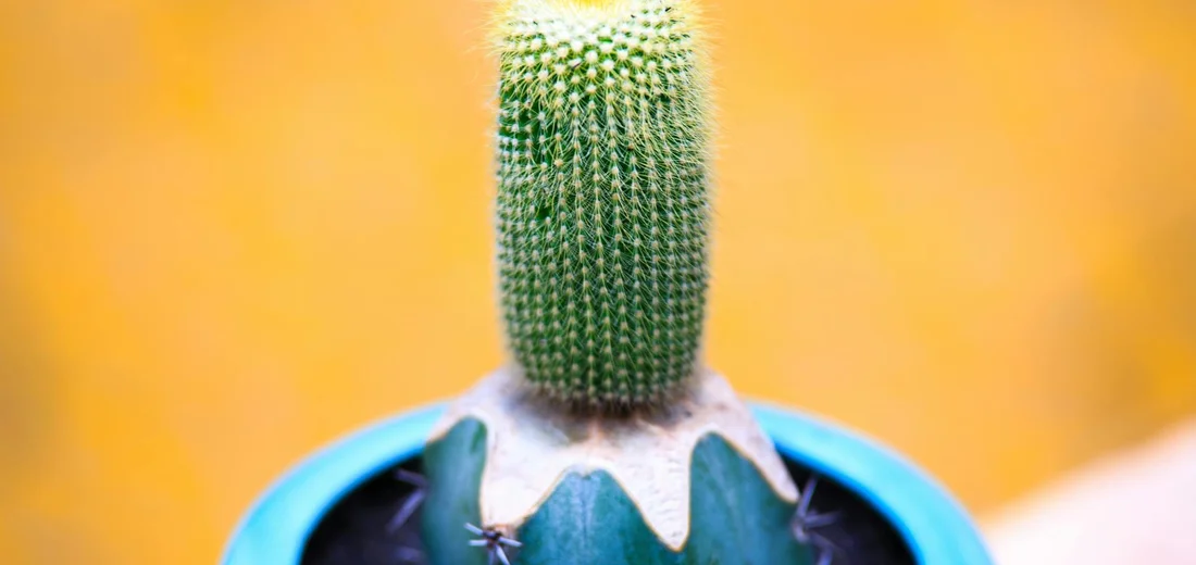 Close-up of a tall green cactus in a blue pot with a warm yellow-orange background.
