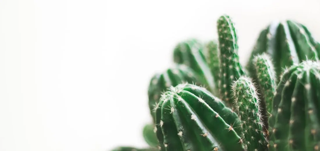 Close-up of green, ribbed succulent segments (cacti) with spines, illustrating fresh-cut pieces ready to dry.