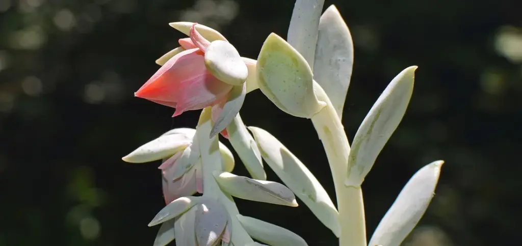 What Are the Best Pots and Containers for Succulents?