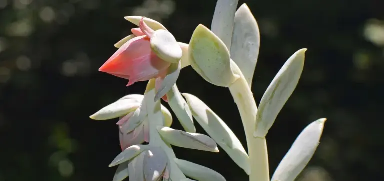 Close-up of a pale-green succulent with a pink flower bud against a dark, blurred background