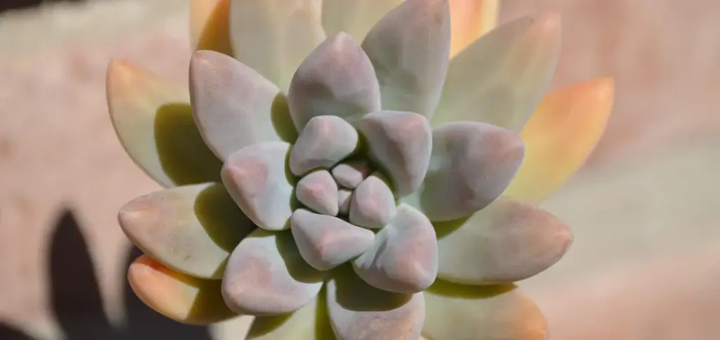 Why Do Succulents Change Color? (Yellow, Brown, Red, Purple Explained)